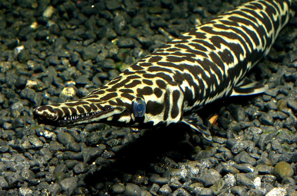 Gars are unique examples of aquatic organisms with unique DNA makeup